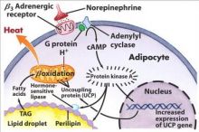 ijsbergmodel-oplossingsgerichte-therapie